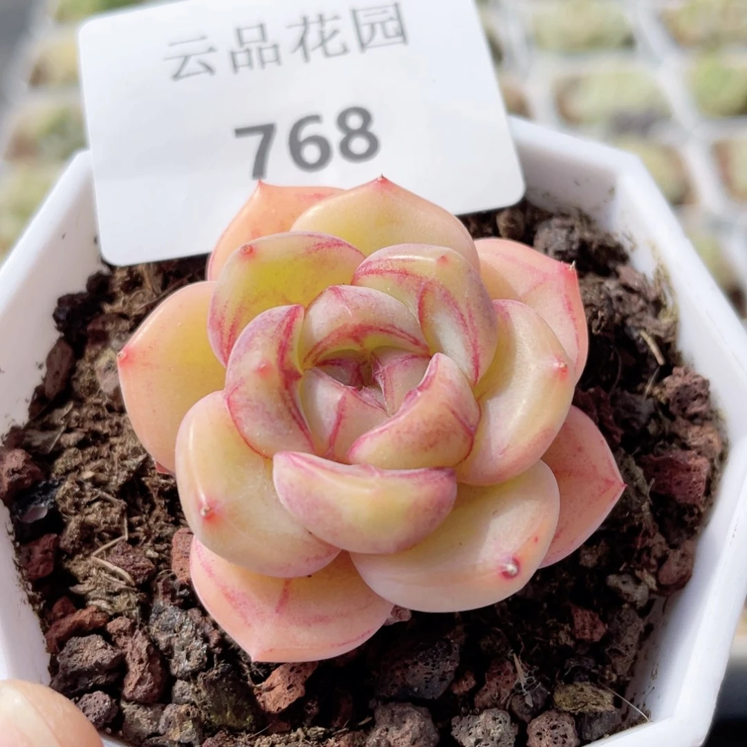 768号糖心冰心珍妮