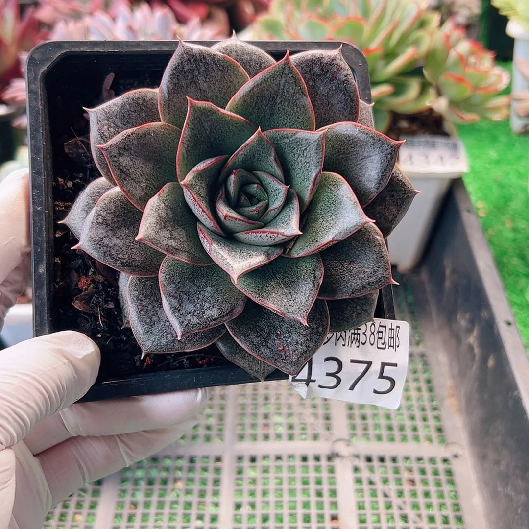 无花朵多肉一物一拍植物4375