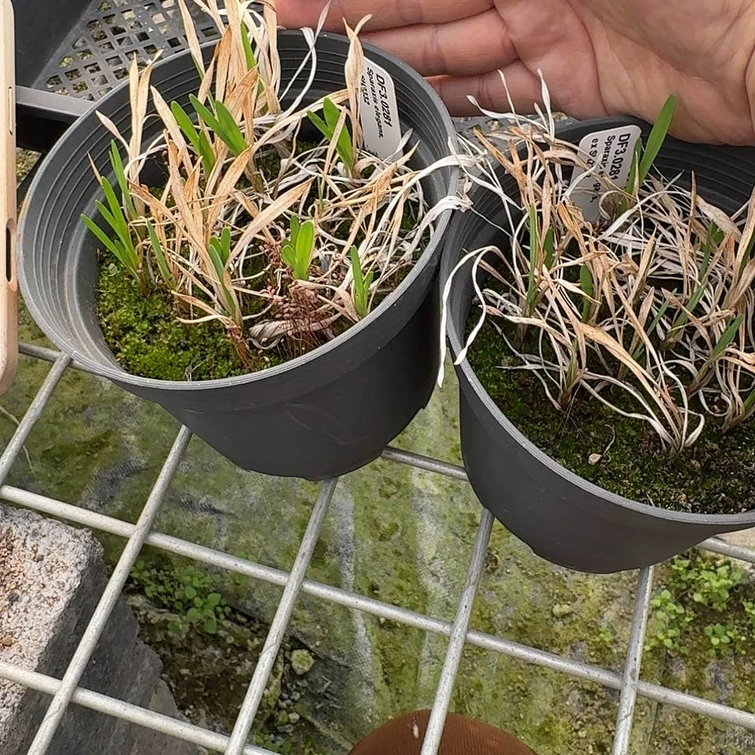 I***a橙色魔杖花两盆定向