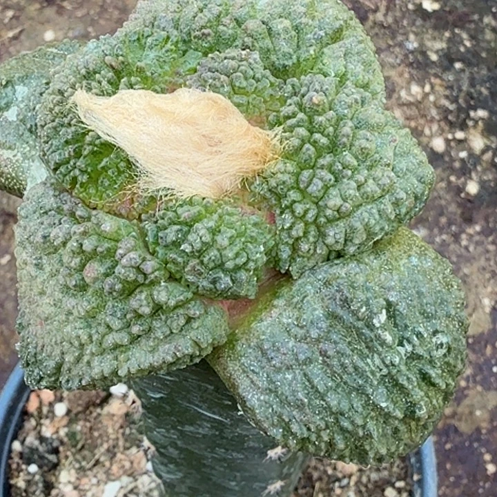 无花朵大尤哥斯拉242