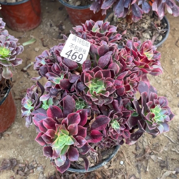 469金丝雀绣球1号棚