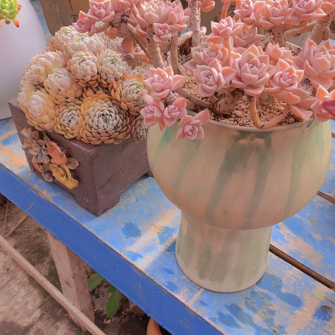 红陶蓦*～多肉植物保护植物