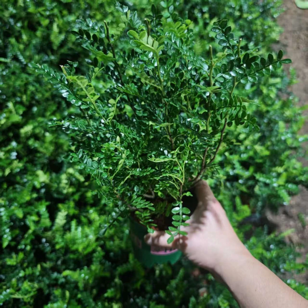 【0.25加仑清香胡椒木】室内驱蚊驱虫净化空气四季常青好养绿植