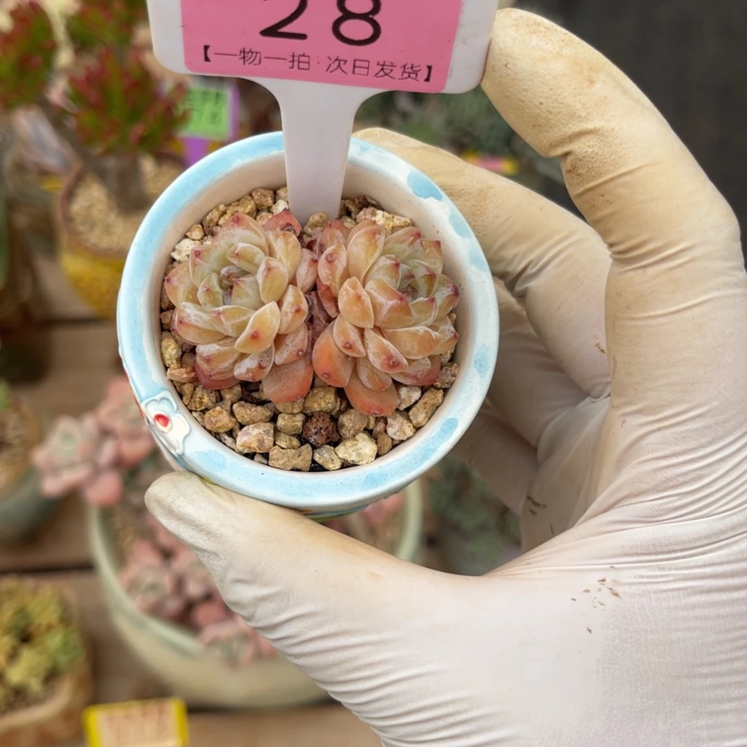 云尘多肉一物一拍28不含盆