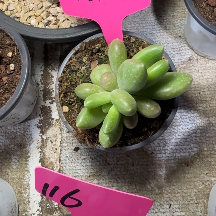 021摩尔根新号福利价