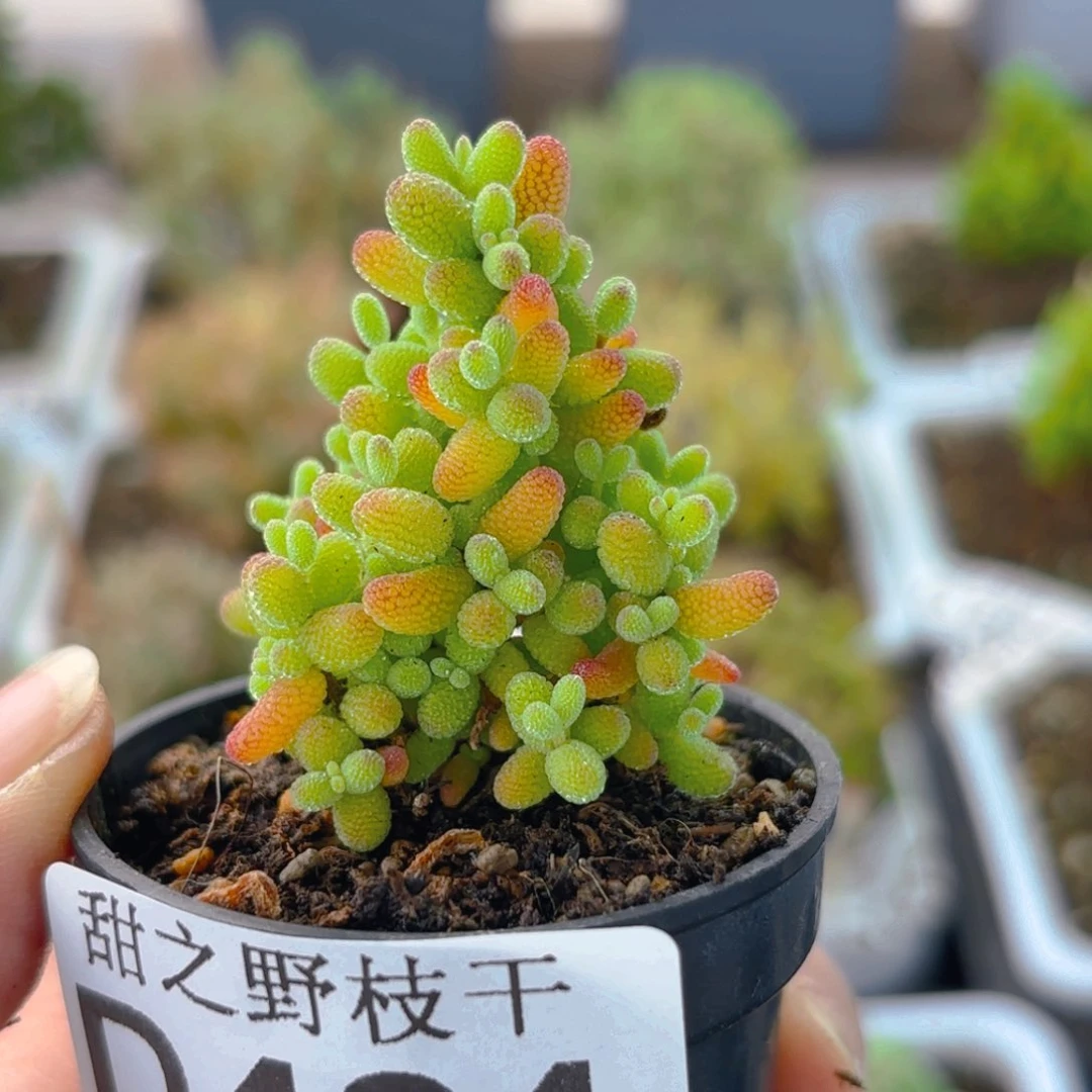 独*金橘糖球424。