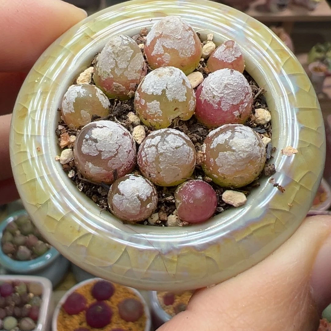 多肉植物6号灯泡