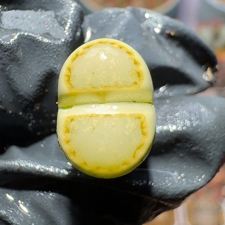 生石花2:：：：。    62号