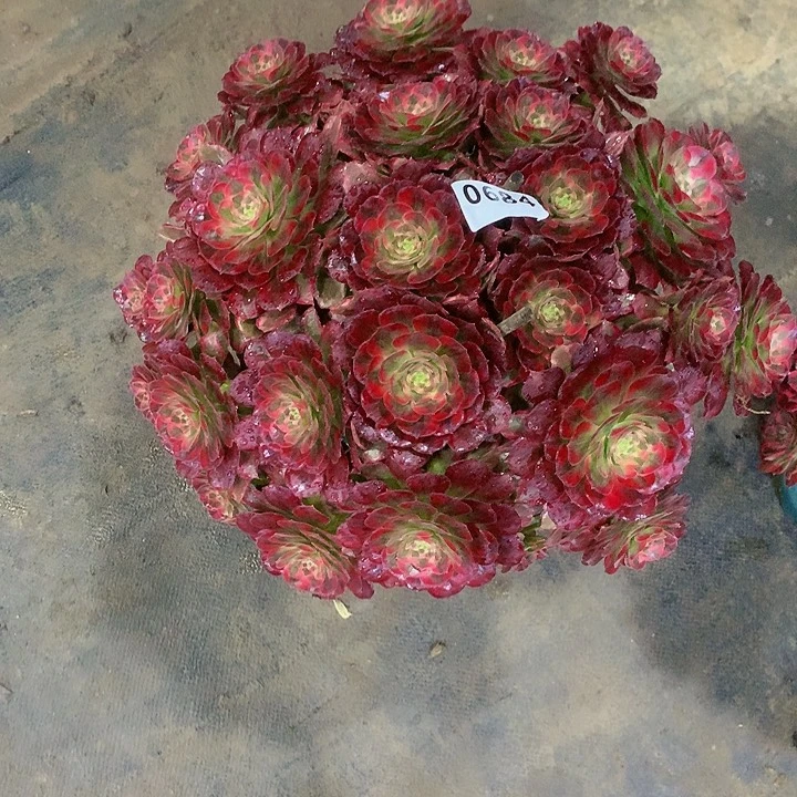 ：多肉安娜6840000