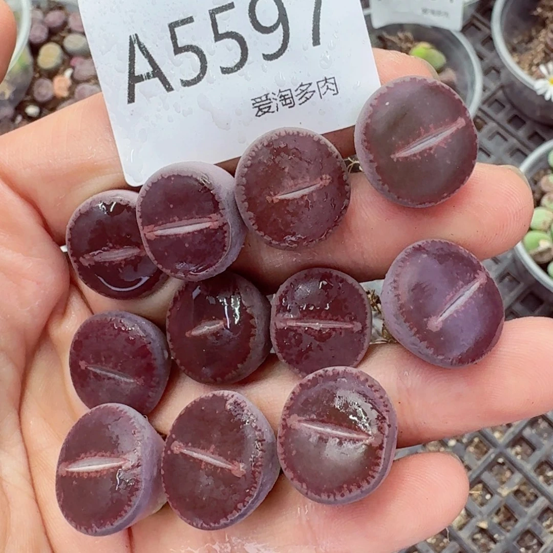 5597–生石花 生石花