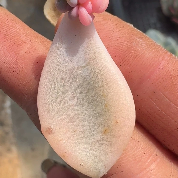 冬美人锦一物一拍