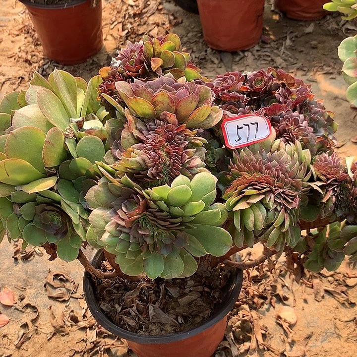 万缀多肉植物577