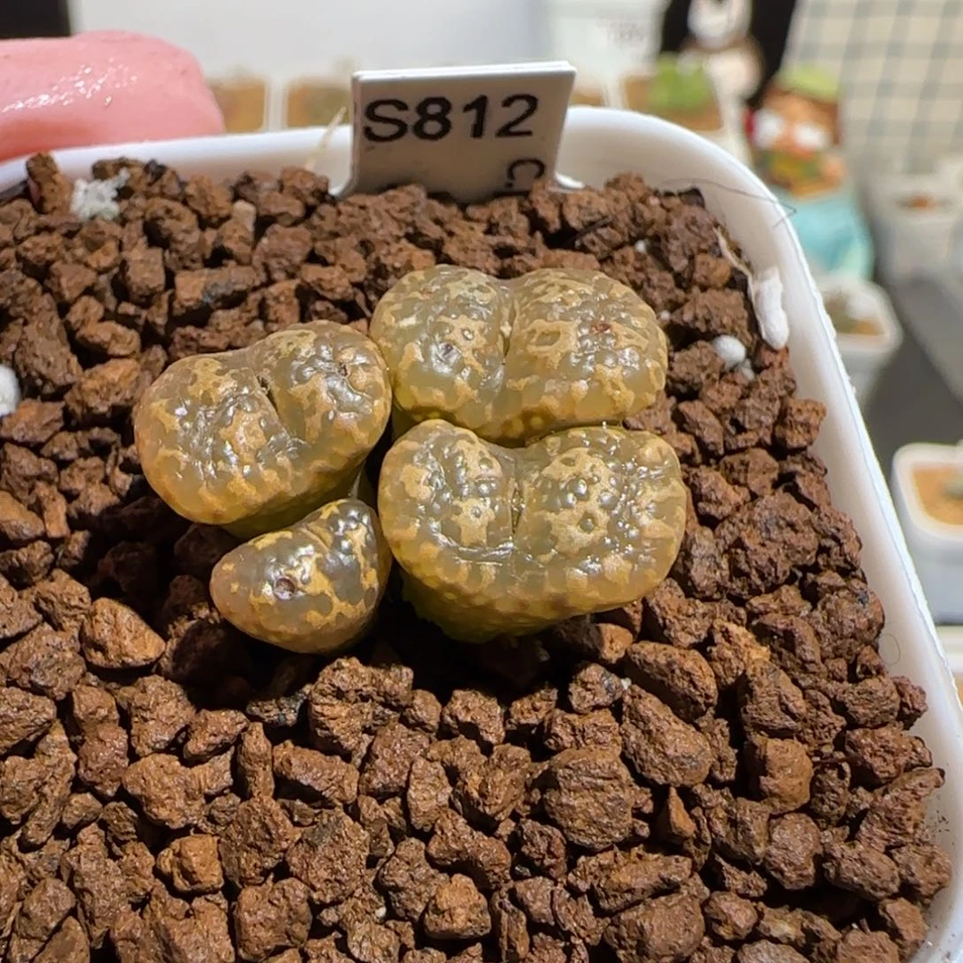 肉锥多肉植物组合-泡泡勋有疤1195