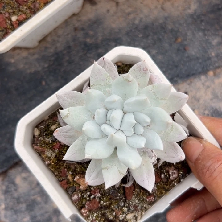 福利可爱～一物一拍1252