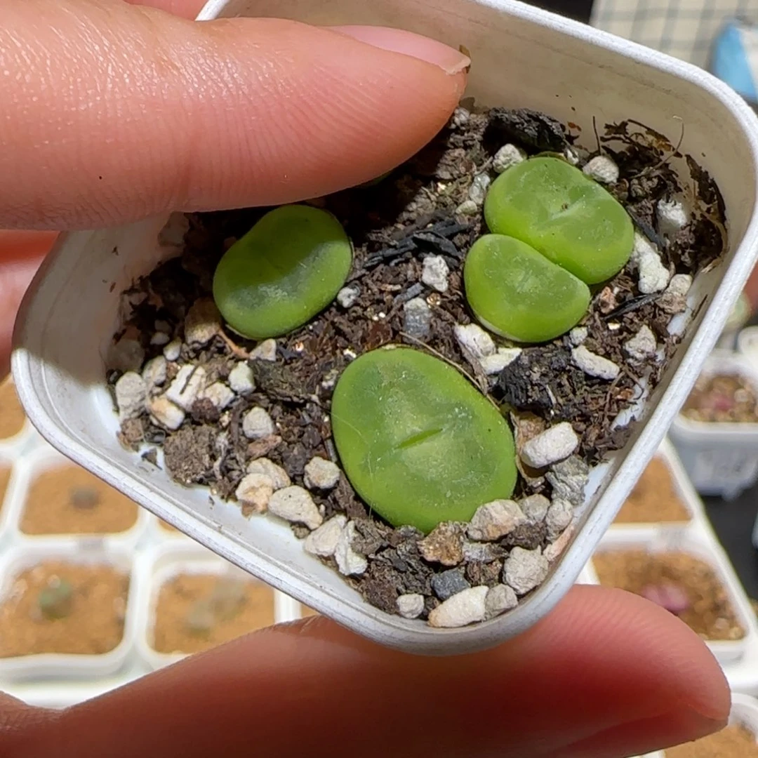 肉锥多肉植物百科-水晶鞋197