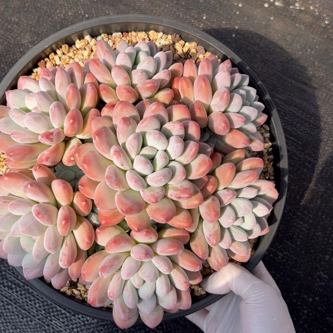 11261111111111111111111