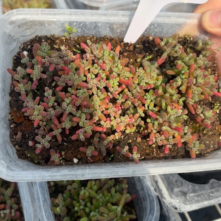 .***无花朵198混合切糕。