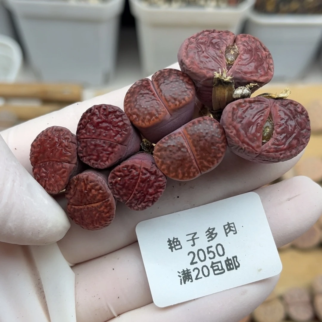 2050号一首双头四颗紫柘留