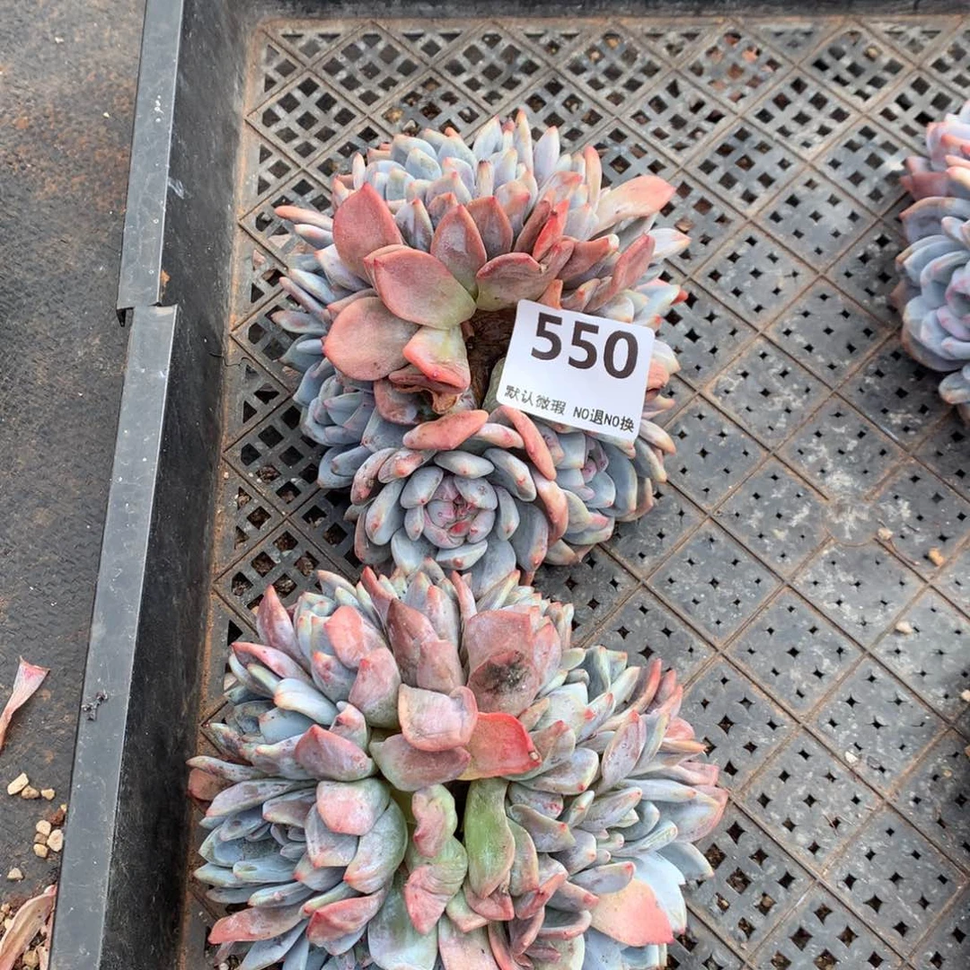 ಇ***ഒ550号新疆西藏内蒙古不包邮的