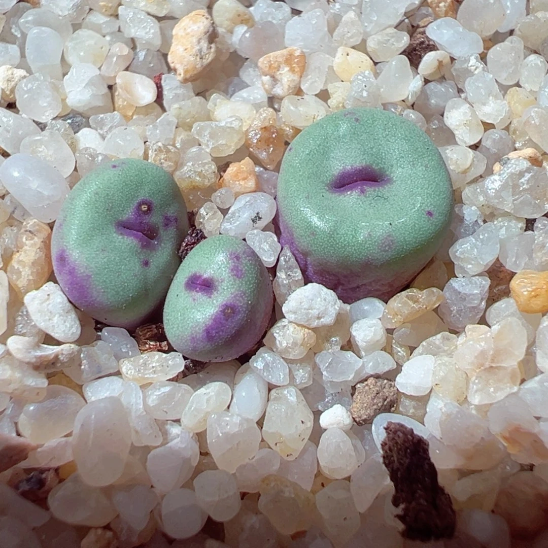 1224-443多肉多日红嘴