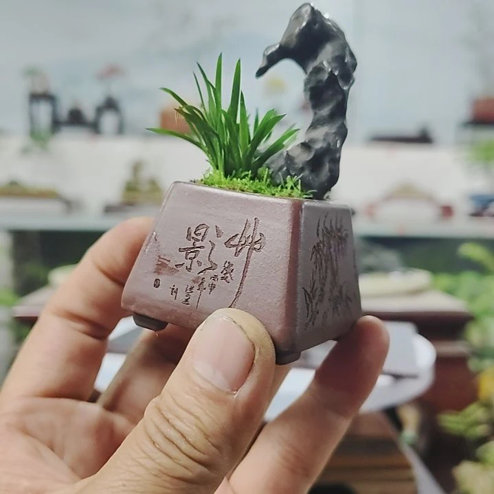 盆景，菖蒲，太湖石，
