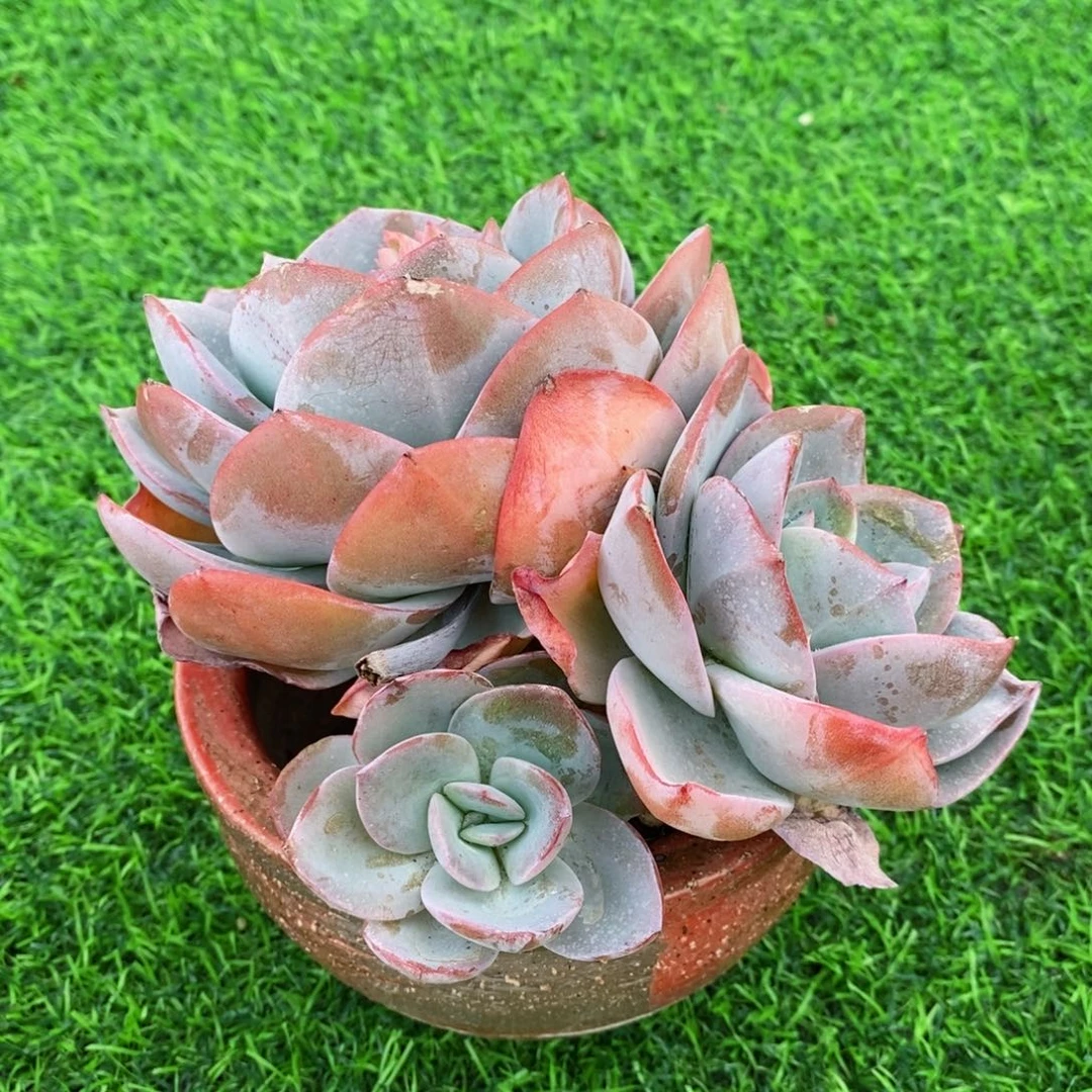 布鲁兰自然群，老庄，12346486474