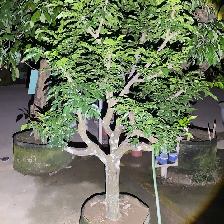夏***树完全开放果树88888888