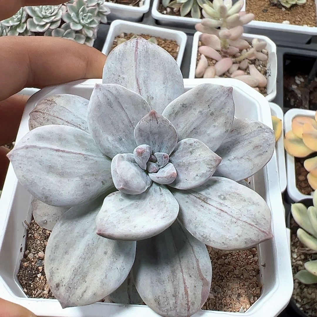 华丽风车石化锦小方花圃一物一拍