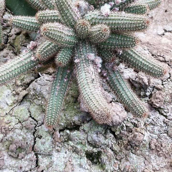 美*姐特鲁迪/脱土脱盆20包邮/