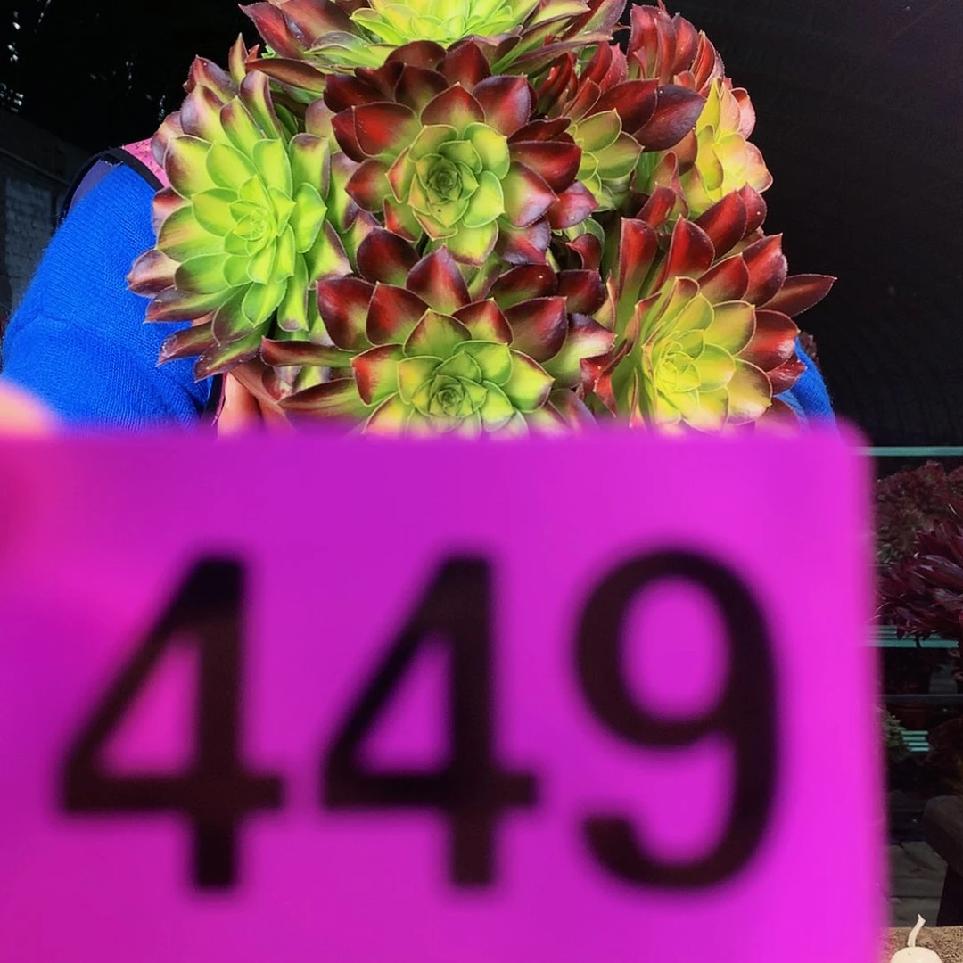 sssssssssssssssssss449