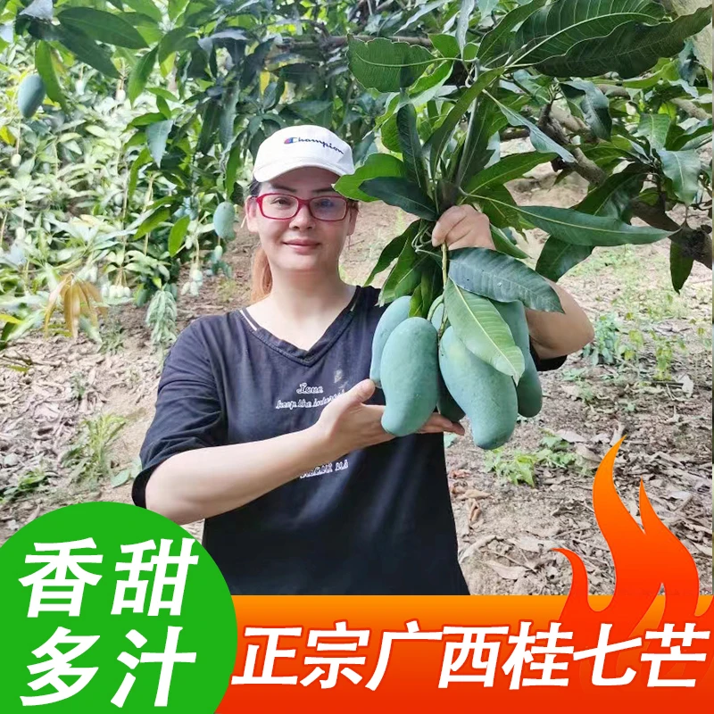 【普通快递】广西百色田东大桂七8斤送1斤精品礼盒现摘现发香甜多汁
