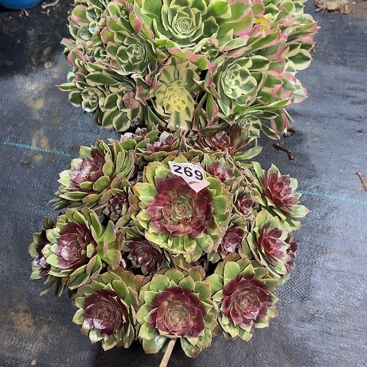 爱**结两颗269多肉法师一物一拍