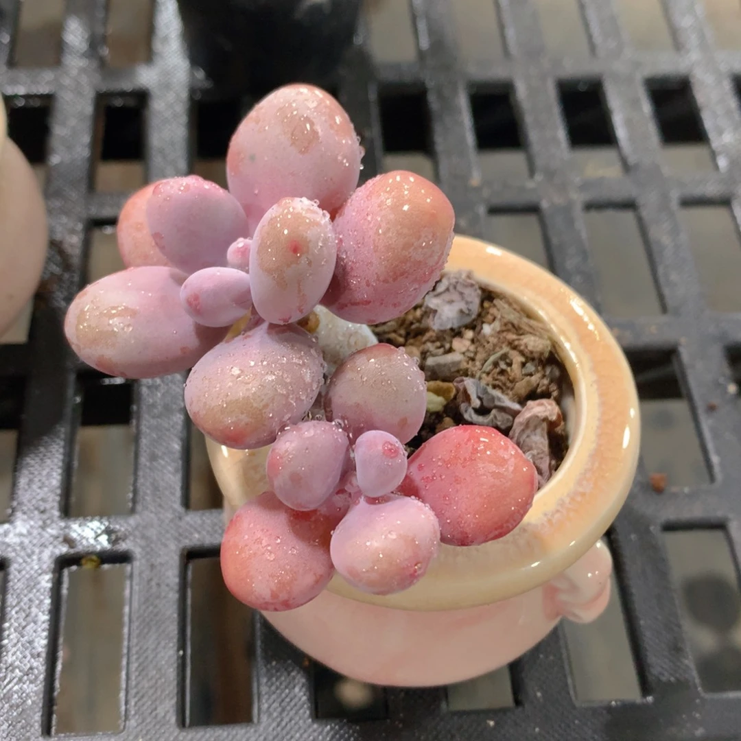 肉萌萌精控多肉 5cm盆量拍 桃蛋带盆