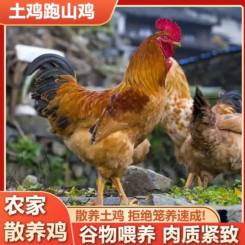 【一物一拍】正宗散养跑山鸡粮食喂养土鸡顺丰包邮
