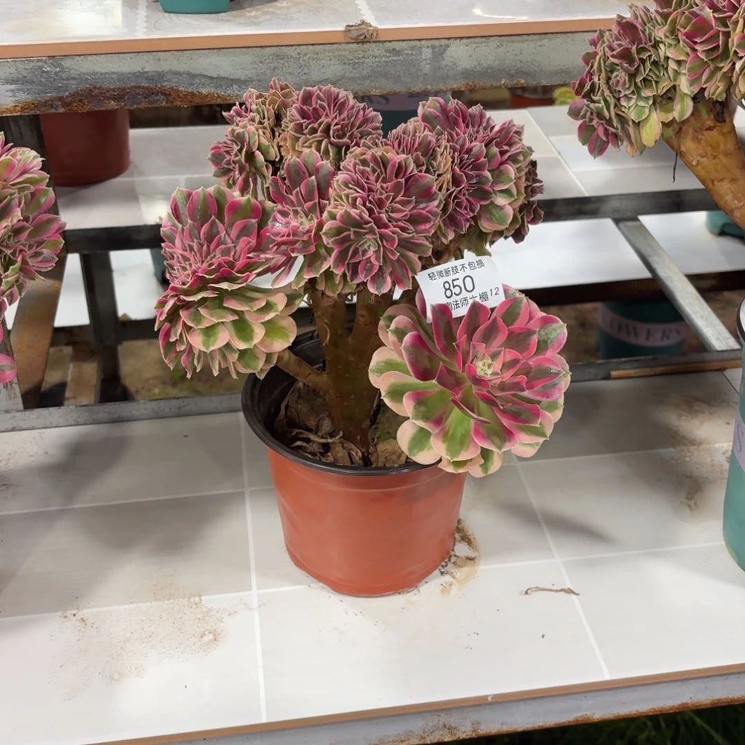 850粉女巫缀化多肉植物