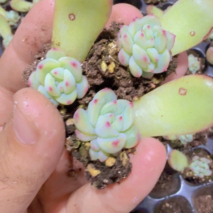 雪花珍妮五颗一组