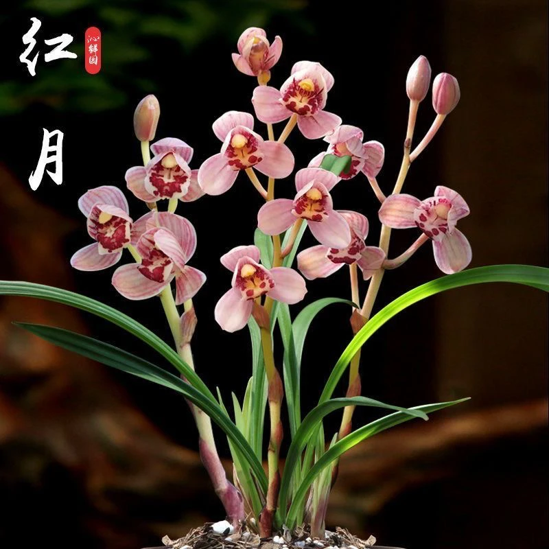 兰花苗建兰四季兰矮种色花红月浓香绿植家庭花卉盆栽