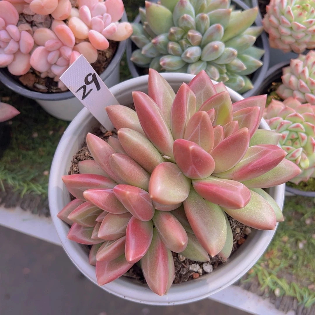 香玉的故事是一个人的故事吗