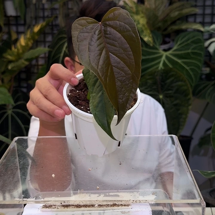 完全开放L58女王之心