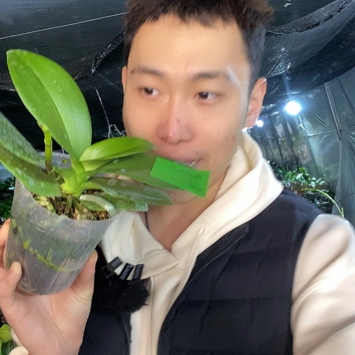 无花朵欧品大蓝带花剑