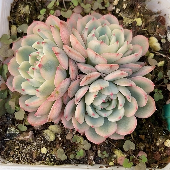 多肉植物姬恋锦1873多肉