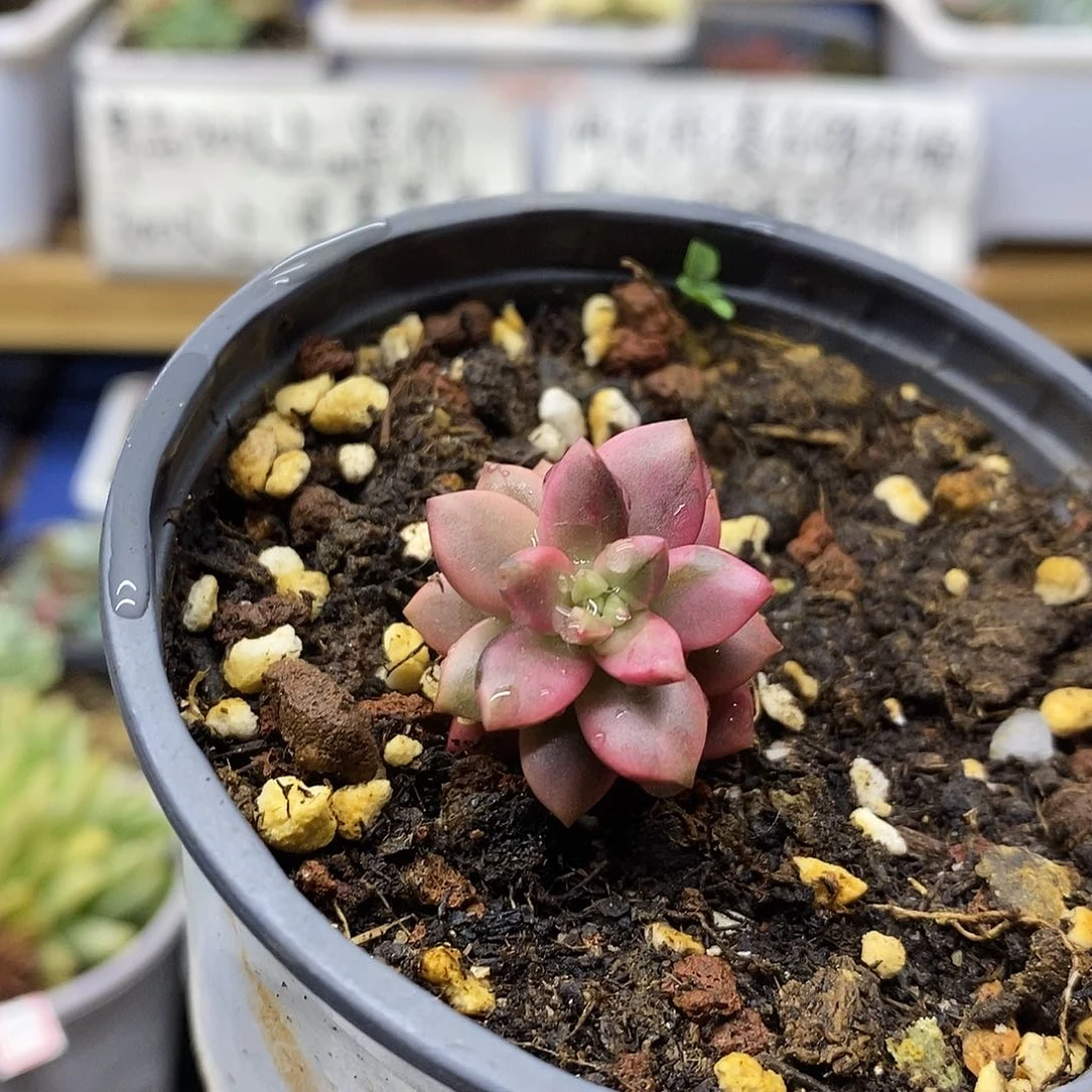 10150 黑美人锦多肉