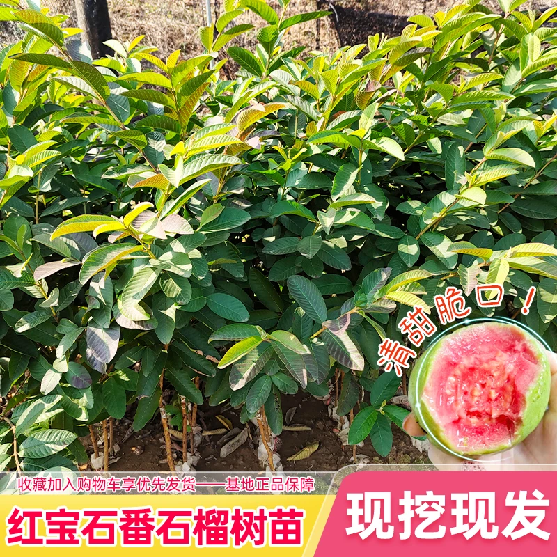 【直播专享-番石榴】正宗嫁接番石榴树苗精品大果耐寒种植易活结果