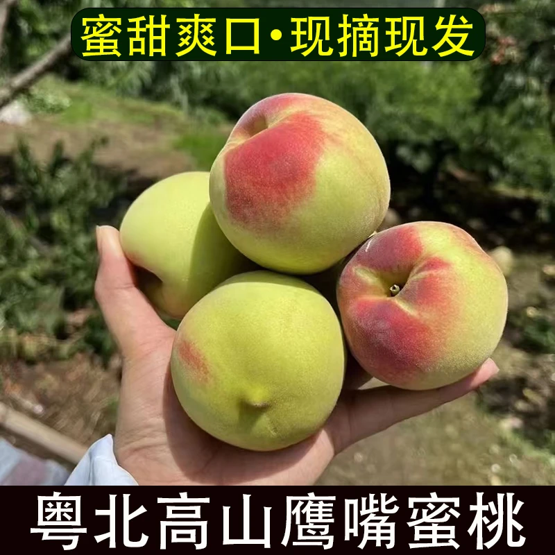 广东韶关翁源鹰嘴桃新鲜甜脆水蜜桃子毛桃现摘非连平鹰嘴桃蜜桃子