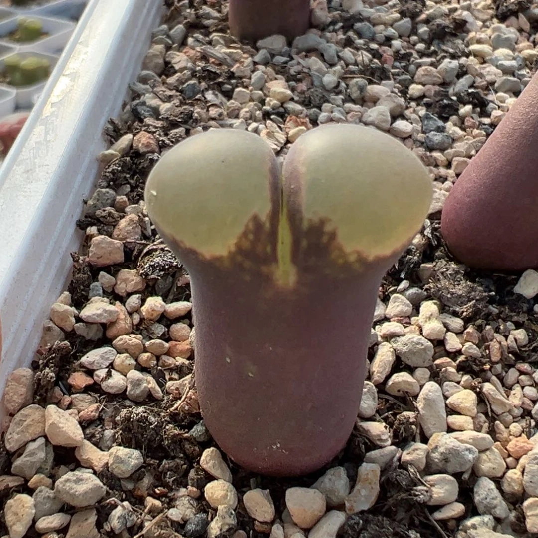 紫体白窗 好看。 01