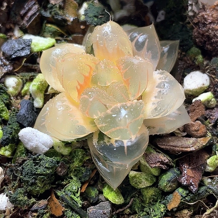 641糊斑水中月锦特选福利
