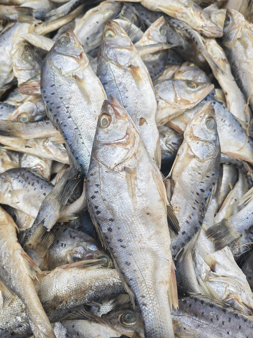 山东发货渤海湾咸鲈鱼