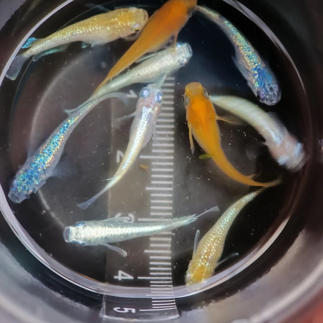 鳉乐园观背青鳉 迷你观赏鱼 不加温不打氧