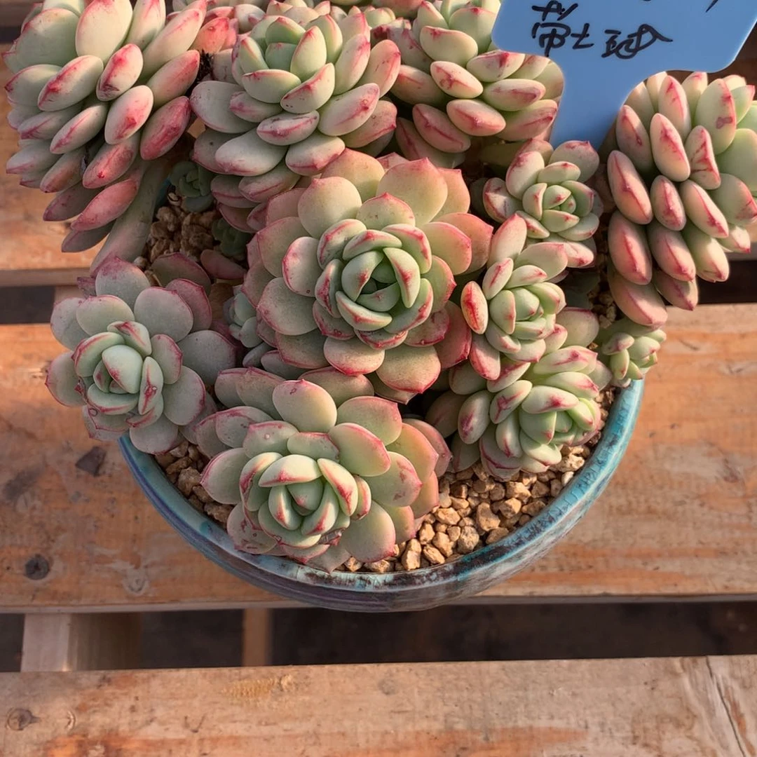 好**择350118-17香草