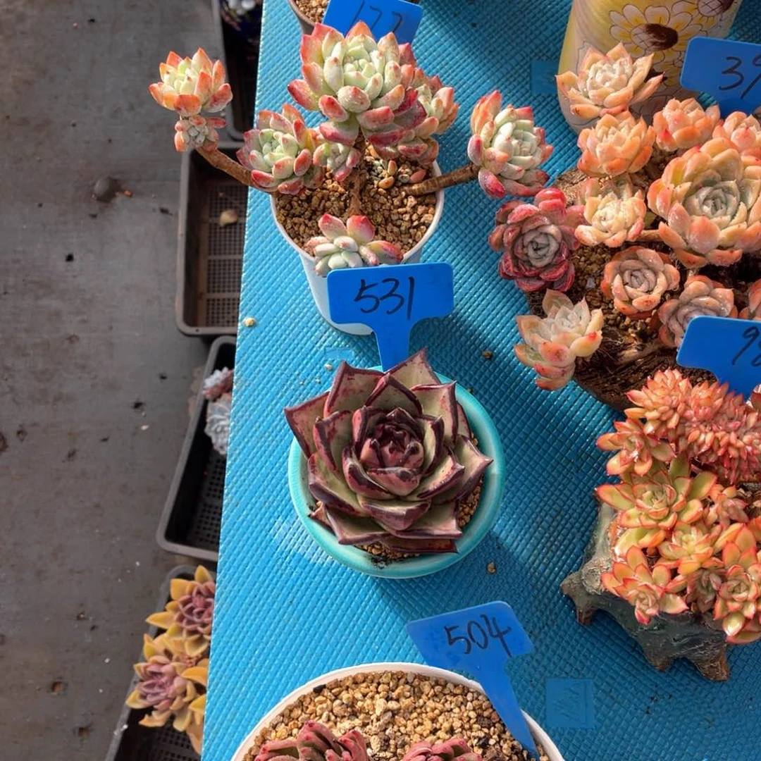 汪*531东云多肉植物